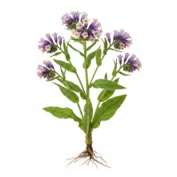 ლაშქარა (Symphytum officinale) მცენარე