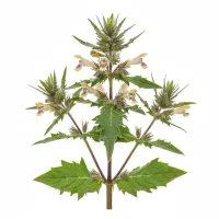 ლენცოფას მცენარე ყვავილებით