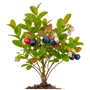 ლურჯი მოცვი (Vaccinium spp.)