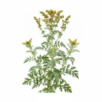 მამულას მცენარე, Artemisia vulgaris, ბუნებრივ გარემოში