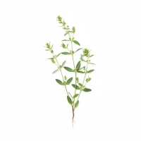 მატიტელას მცენარე - Knotweed