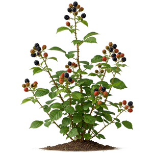 მაყვალი (Rubus fruticosus)