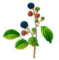 მაყვლის ფოთოლი, Листья ежевики, Rubus Fruticosus L.