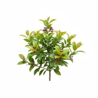 მიხაკის გამხმარი კოკრები და Syzygium aromaticum-ის ფოთლები