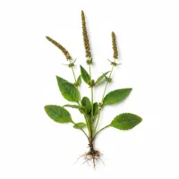 მრავალძარღვა