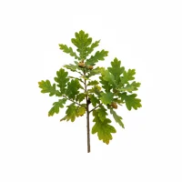 მუხის ქერქი