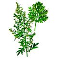 მწარე აბზინდა, Полынь горькая, Artemisia absinthium L.