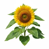 მზესუმზირის ყვავილი თესლებით