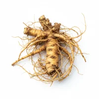 მზესუმზირას ფესვის გამოსახულება