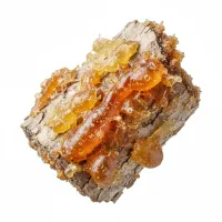 ნაძვის ფისი ხის ქერქიდან ამოსული, მზის შუქზე მოციმციმე