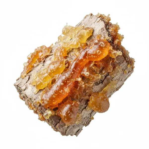 ნაძვის ფისი