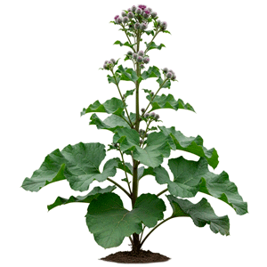 ოროვანდი (Arctium lappa)