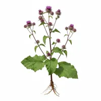 ოროვანდის ფესვები და ფოთლები