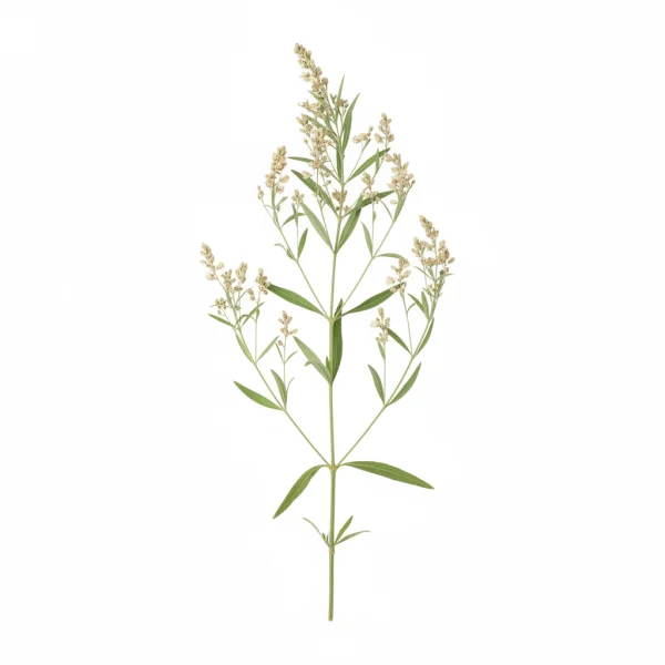 პოლ-პალა