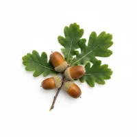 რკო ნაყოფი, Quercus robur L. fructus