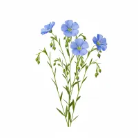 სელის თესლი და ყვავილი