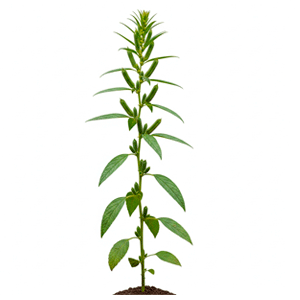 თეთრი სეზამი (Sesamum indicum)