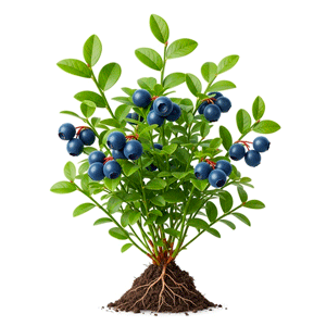 შავი მოცვი (Vaccinium myrtillus)