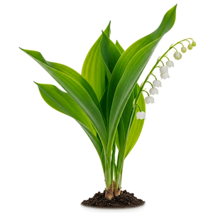 შროშანი (Convallaria majalis)