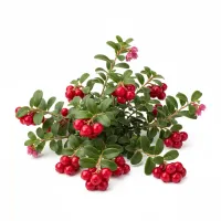 ახალი შტოშის კენკრა თეთრ ფონზე