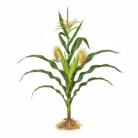 სიმინდი - სამკურნალო მცენარე