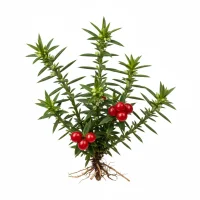 თაგვისარა (Ruscus aculeatus) - სამკურნალო მცენარე