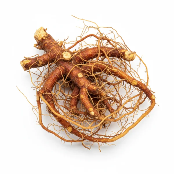 თაგვისარას ფესვი