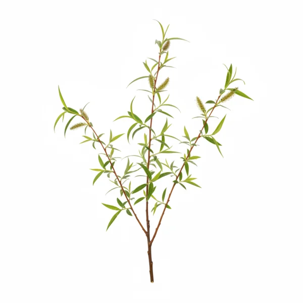 ტირიფი