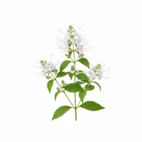 თირკმლის ჩაის მცენარე - Orthosyphon stamineus Benth.