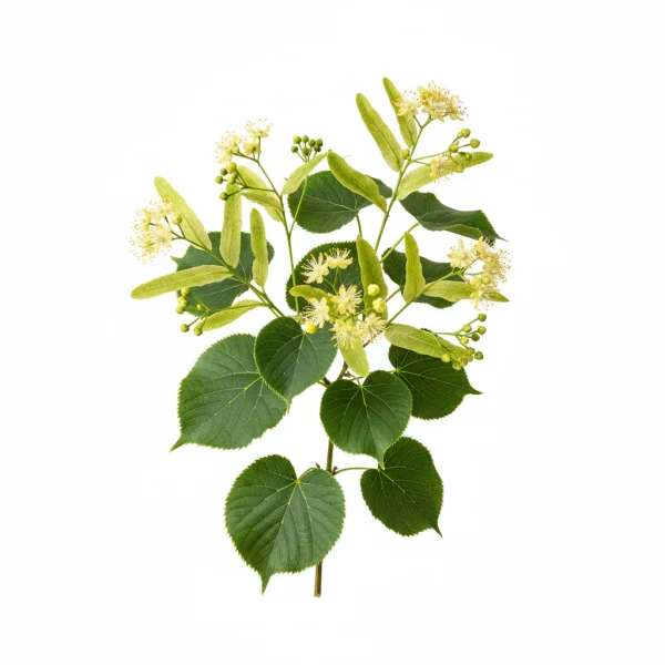 ცაცხვი