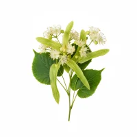 ცაცხვის ყვავილი ჩაისთვის, ბუნებრივი სამკურნალო საშუალება