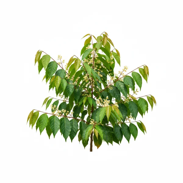 ცეილონის დარიჩინი