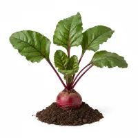 წითელი ჭარხლის ძირხვენები და ფოთლები