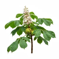 ცხენისწაბლას ხე და ფოთლები