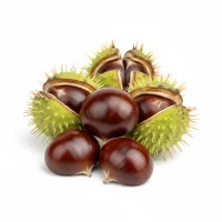 ცხენისწაბლას ნაყოფი სამკურნალო გამოყენებისთვის, ვენური უკმარისობის ბუნებრივი საშუალება