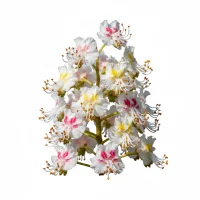 ცხენისწაბლას ყვავილი - ვენური ჯანმრთელობისთვის