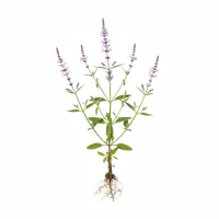 ცოცხანას ყვავილოვანი ღეროები. Vervain flowers.