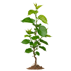 თუთა (Morus spp.)