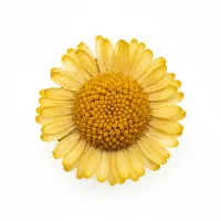 უკვდავას ყვავილი (Helichrysum arenarium) – სამკურნალო მცენარე