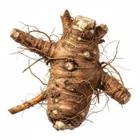 ვარდკაჭაჭას ფესვი - ბუნებრივი ინგრედიენტი