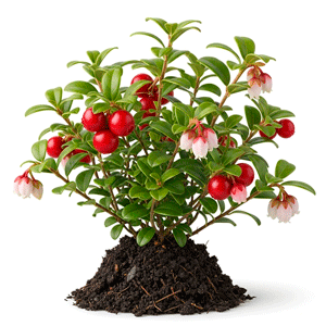 წითელი მოცვი (Vaccinium vitis-idaea)