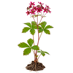 წყლის მარწყვა-ბალახი (Comarum palustre)