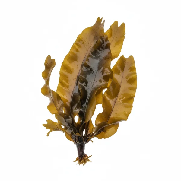 ზღვის კომბოსტო (Laminaria spp.)