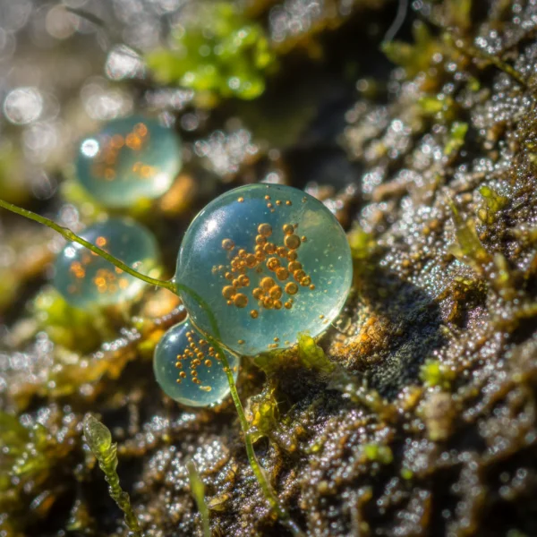 დოკოზაჰექსაენის მჟავა-ის ბუნებრივი წყარო და ლაბორატორიული კვლევა